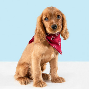 Cadeau Personnalisé Animaux